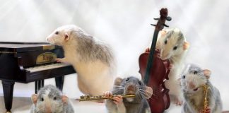 ŞOBOLANII DE LA OPERĂ