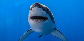 STUDIU: Rechinii preferă muzica heavy-metal, iar pisicile muzica clasică