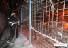 Incendiu la Circul Globus: 11 animale au murit (12.01.2017)