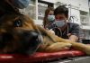 Urgente medicale veterinare, rezolvate in Petmania la TVR 1 (din 2 ianuarie)