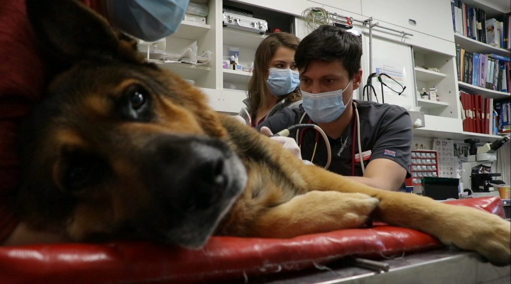 caine urgente medicale veterinare