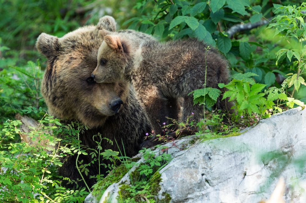 Documentar Viasat Nature: „Reîntoarcerea urșilor” (luni 17 mai, ora 18:00)