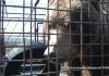Poveste despre cei care cred intr-un cer fara gratii, la „Dosar Romania” (TVR 1, duminica, 7 noiembrie, ora 18.00) Poveste despre cei care cred intr-un cer fara gratii, la „Dosar Romania” (TVR 1, duminica, 7 noiembrie, ora 18.00)