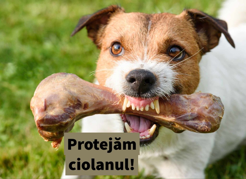 REORGANIZAREA TERITORIALĂ IMPOSIBILĂ? 17.11