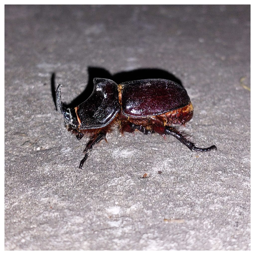 Din jurnalul unui ninja (63): Forța fizică...