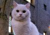 Foc de P.A.E cu Andrei Partoș – editia 827. Comentăm subiectele la zi (despre alegeri, dar și altele) (24.11.2024) Foc de P.A.E cu Andrei Partoș – editia 827. Comentăm subiectele la zi (despre alegeri, dar și altele) (24.11.2024)