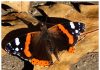 Din jurnalul unui ninja (89): Fluturii nu-și văd aripile Din jurnalul unui ninja (89): Fluturii nu-și văd aripile