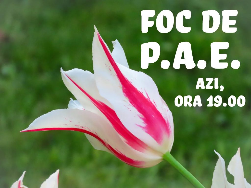 Foc de P.A.E cu Andrei Partoș – editia 862. V-ați certat cu prietenii / familia din cauza alegerilor? (8.05.2025)