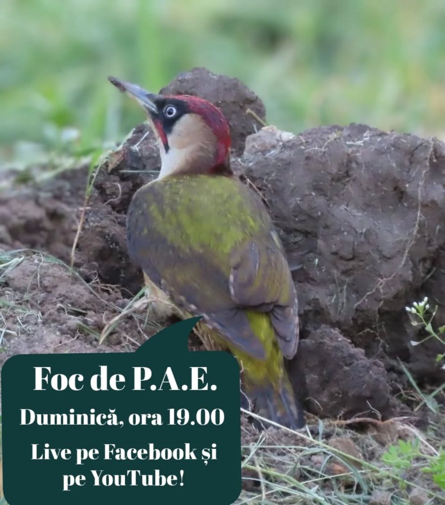 Foc de P.A.E cu Andrei Partoș – editia 860. Ați primit scrisori de la Georgică? (27.04.2025)