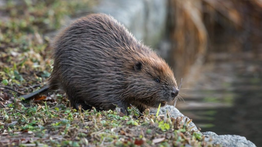 Am salvat castorii, am pierdut salina Praid. Când legile pentru animale ignoră oamenii, pierdem toți!