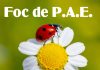 Foc de P.A.E cu Andrei Partoș – editia 871. În câte locuri mergeți în vacanță vara asta? (15.06.2025) Foc de P.A.E cu Andrei Partoș – editia 871. În câte locuri mergeți în vacanță vara asta? (15.06.2025)