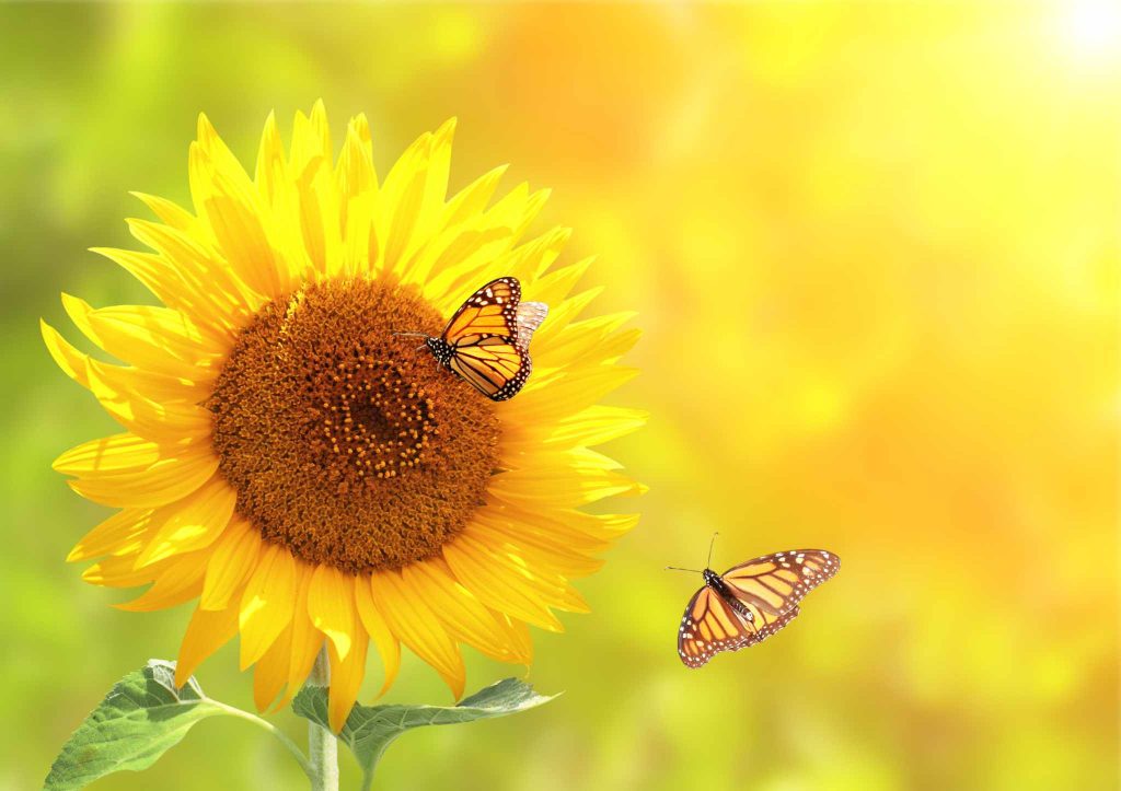 Din jurnalul unui ninja (93): Turnesol