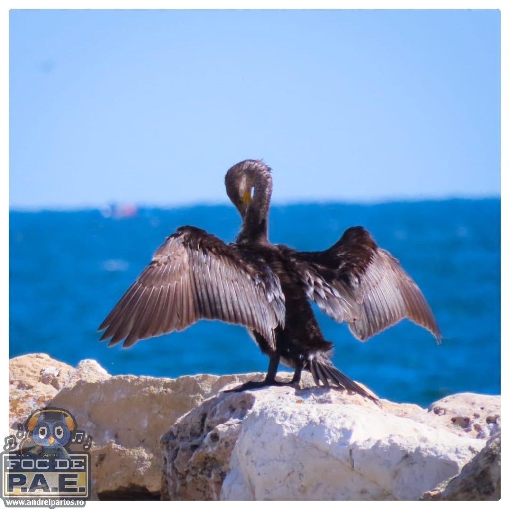 JURNALUL MEU DIN 13.09 - CRISTIN TOMECI, SURPRIZA NOPȚII!