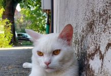 JURNALUL MEU DIN 3.11 – Animalele de acasă ne detensionează JURNALUL MEU DIN 3.11 - Animalele de acasă ne detensionează