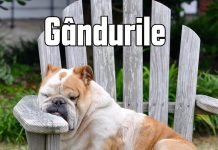 JURNAL DUMINICAL 19.04. -”CÂINII AU ÎNVINS ȘEPCILE ROȘII” ȘI ALTELE… JURNAL DUMINICAL 19.04. -”CÂINII AU ÎNVINS ȘEPCILE ROȘII” ȘI ALTELE...