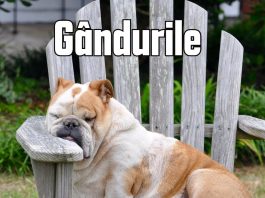 JURNAL DUMINICAL 19.04. -”CÂINII AU ÎNVINS ȘEPCILE ROȘII” ȘI ALTELE… JURNAL DUMINICAL 19.04. -”CÂINII AU ÎNVINS ȘEPCILE ROȘII” ȘI ALTELE...