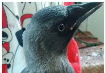 Din jurnalul unui ninja (112): Trei ciori și o lecție de strategie: nu forțezi, controlezi contextul și dezechilibrezi!